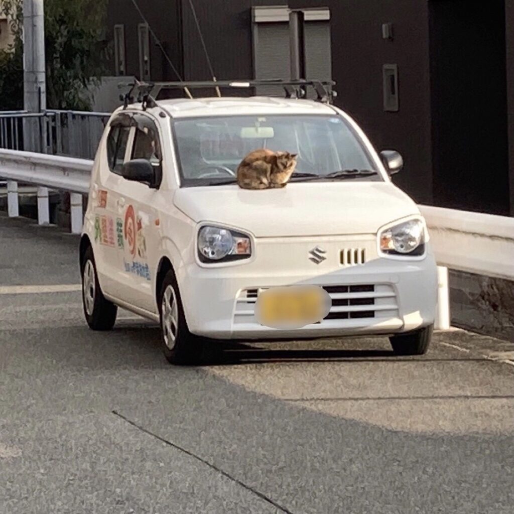 ネコとやまおか君車