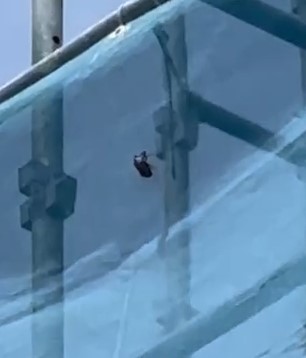現場レポートセミの抜け殻