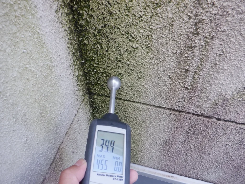 カビや藻の発生が見られる外壁
